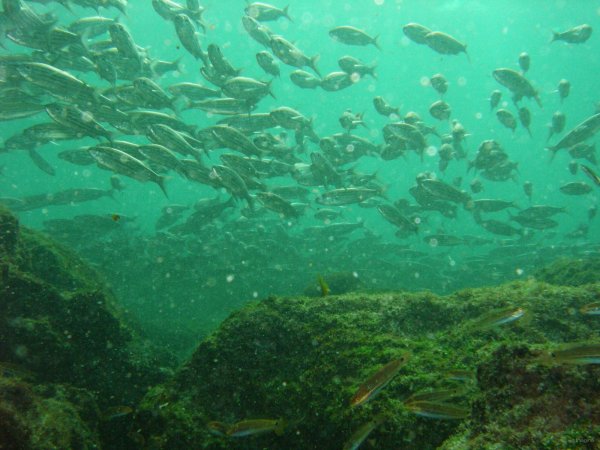 141- La nourriture des otaries 